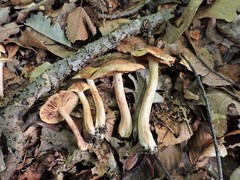Tricholoma pessundatum