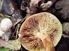 Tricholoma pessundatum