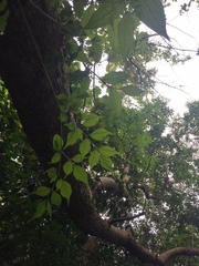 Radermachera sinica