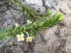 Struthiola salteri