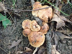 Tricholoma pessundatum