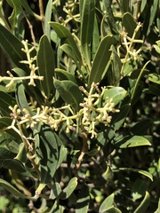 Olea exasperata