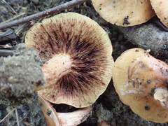 Tricholoma pessundatum