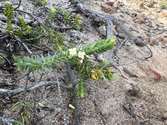 Struthiola salteri