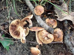 Tricholoma pessundatum