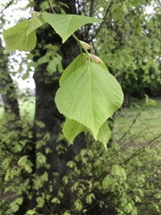 Tilia