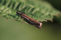 Crambus pratella