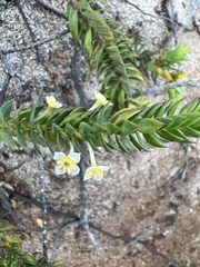 Struthiola salteri