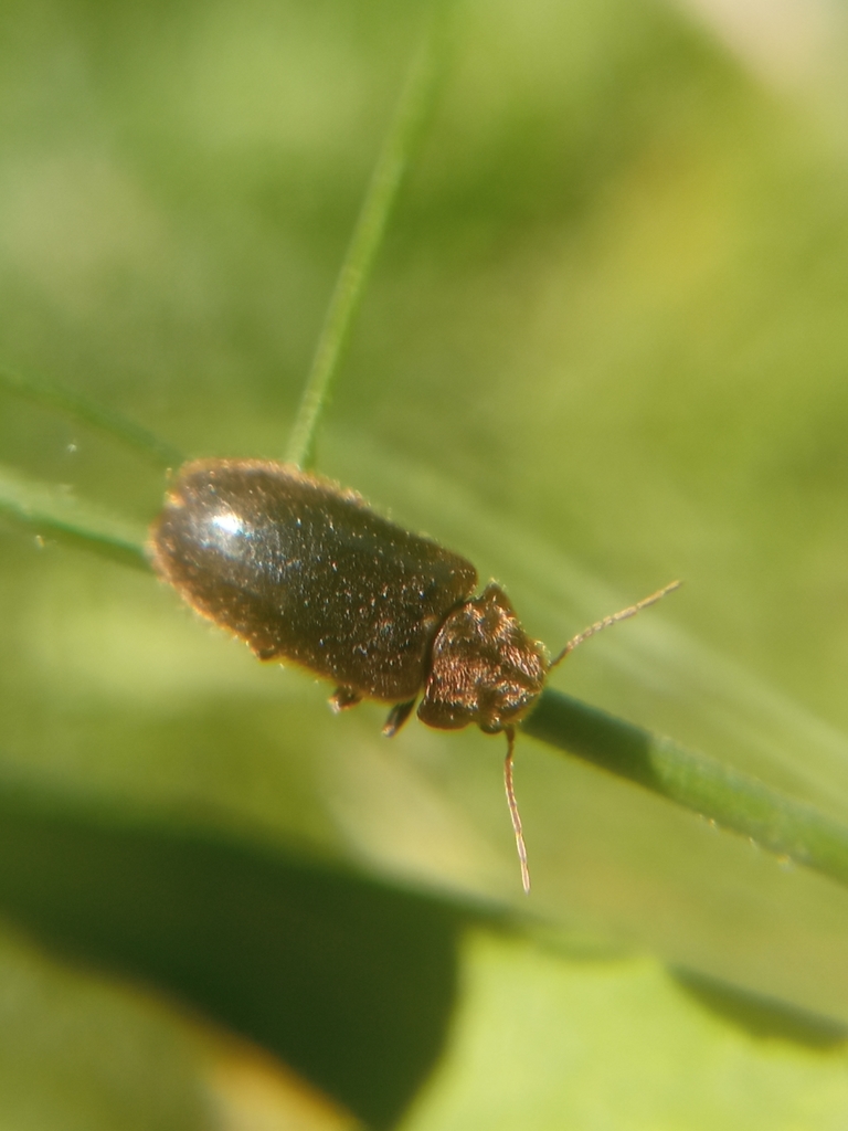 Hyperisus plumbeus