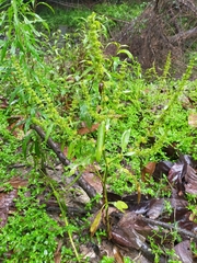 Rumex dentatus