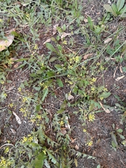 Draba nemorosa