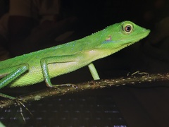 Bronchocela rayaensis