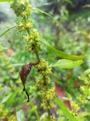Rumex dentatus