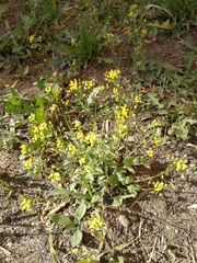 Draba nemorosa