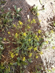 Draba nemorosa