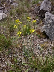 Erysimum crepidifolium