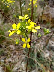 Erysimum crepidifolium