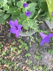 Ruellia runyonii