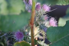 Cirsium verutum