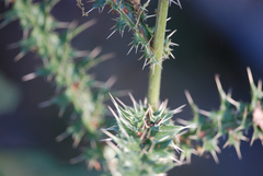 Cirsium verutum