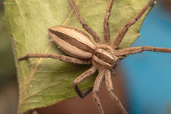 Pseudomicrommata longipes