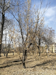 Acer negundo