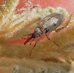 Anthonomus sphaeralciae