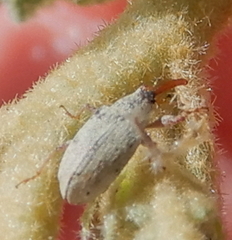 Anthonomus sphaeralciae