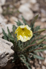 Oenothera brachycarpa