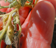 Anthonomus sphaeralciae