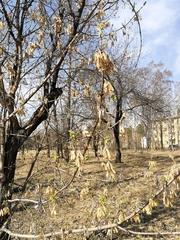 Acer negundo