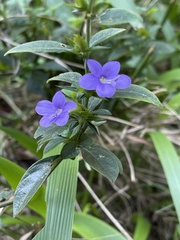 Barleria saxatilis
