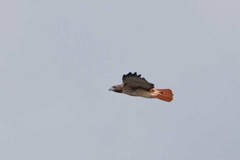 Buteo jamaicensis