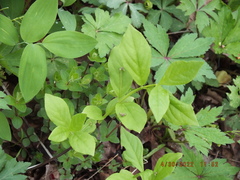 Euonymus obovatus