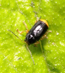 Cryptocephalus chrysopus