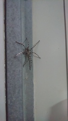 Eusparassus walckenaeri