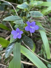 Barleria saxatilis