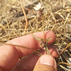 Jarilla heterophylla