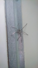 Eusparassus walckenaeri