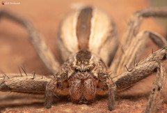 Pseudomicrommata longipes