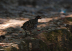 Arborophila rufogularis