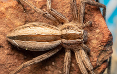 Pseudomicrommata longipes