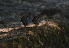 Arborophila rufogularis