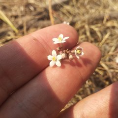 Jarilla heterophylla