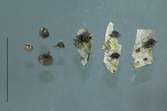 Hohenbuehelia nigra image