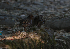 Arborophila rufogularis