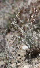 Streptanthus glandulosus albidus