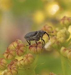 Ceutorhynchus obstrictus