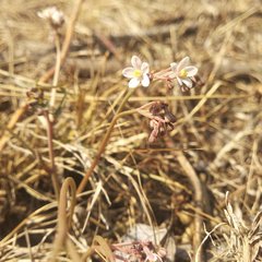 Jarilla heterophylla