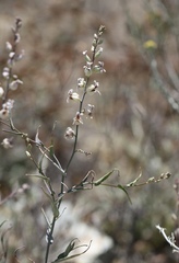 Streptanthus glandulosus albidus